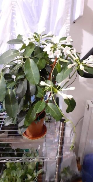 received_1443468402794547 - Stephanotis parfumata - Iasomia de Madagascar -Floarea Fericirii