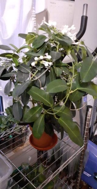 received_376565477889945 - Stephanotis parfumata - Iasomia de Madagascar -Floarea Fericirii