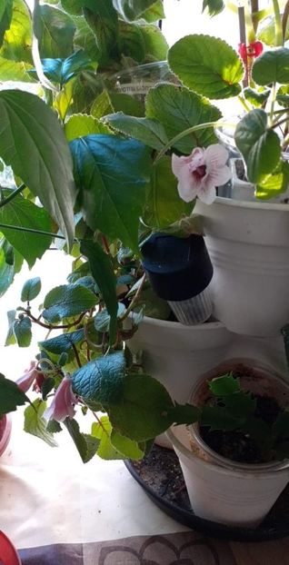 received_1067738607465349 - Party Dress