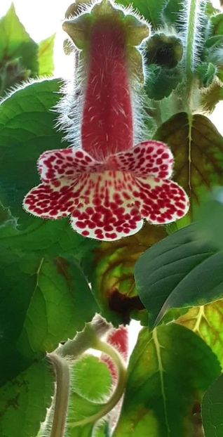 received_805991597057675 - Kohleria