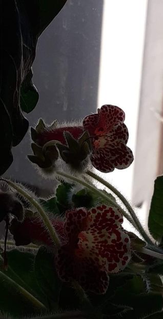 received_1015211309096431 - Kohleria