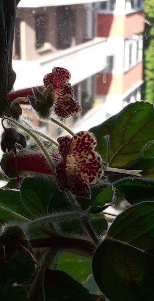 received_5139747822790734 - Kohleria