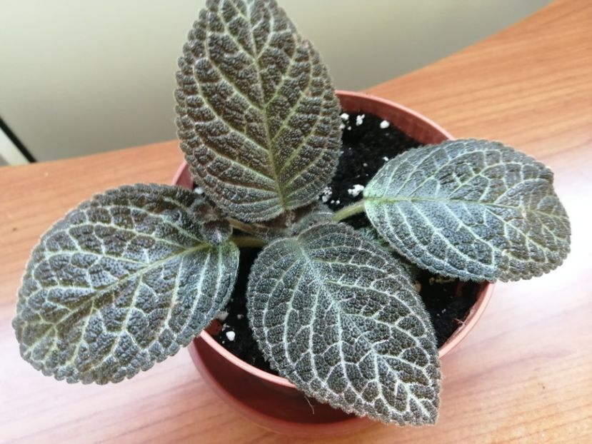  - EPISCIA