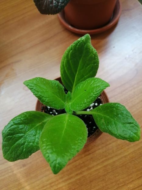  - EPISCIA