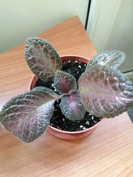  - EPISCIA