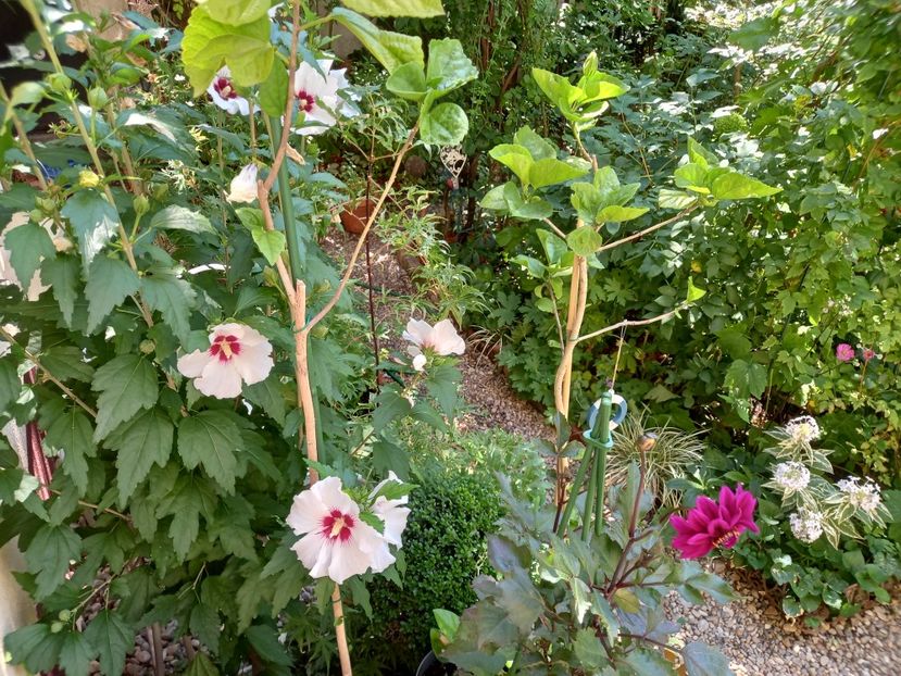  - Grădina 2022 continuare 3