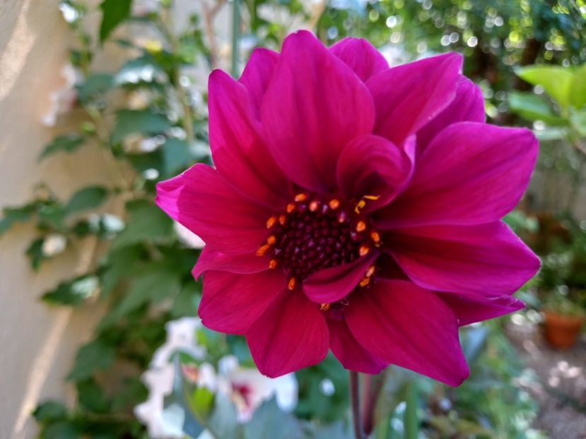 Excentrique - Grădina 2022 continuare 3