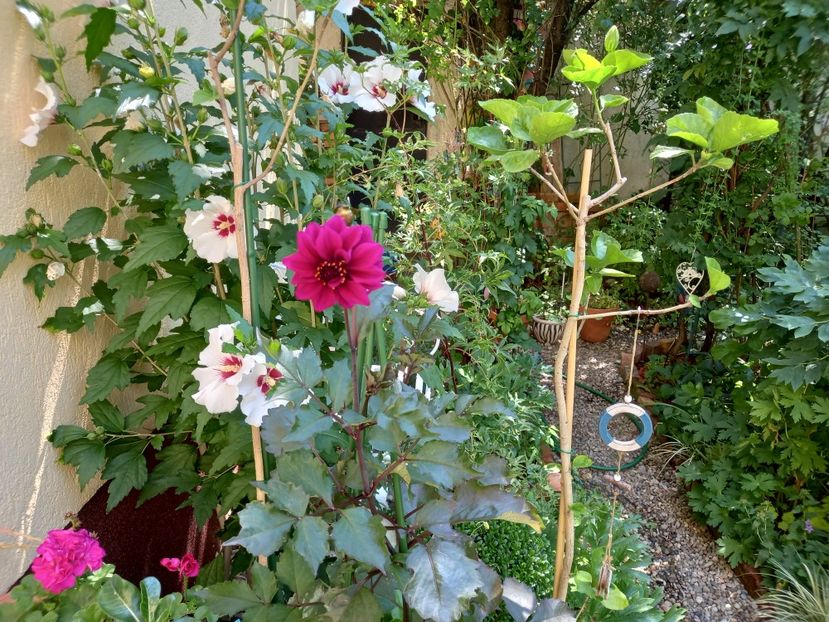  - Grădina 2022 continuare 3