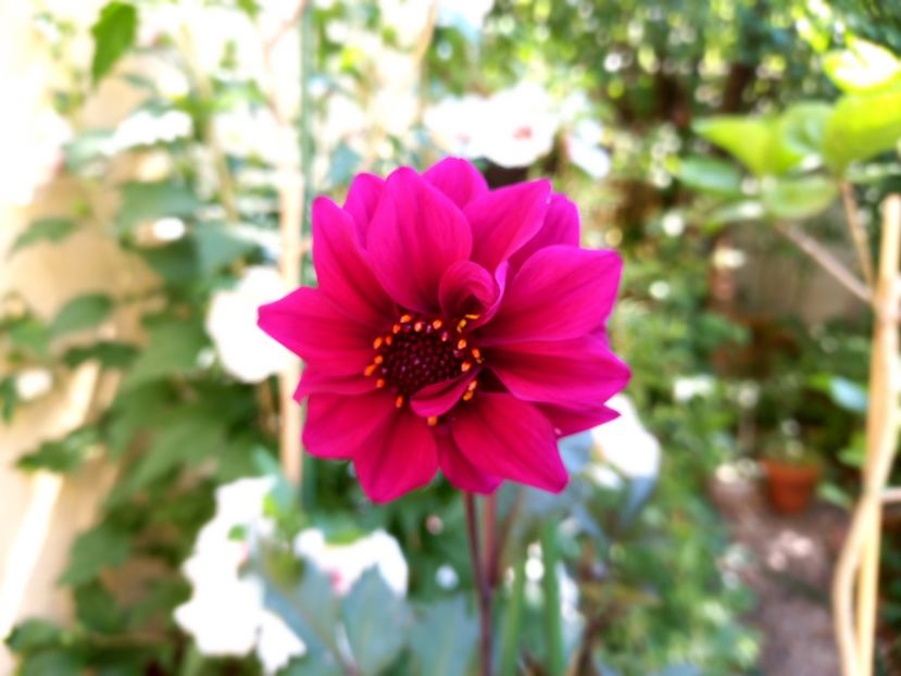  - Grădina 2022 continuare 3