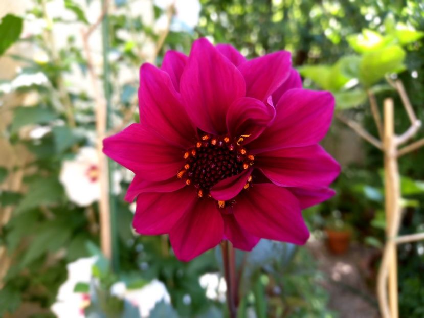  - Grădina 2022 continuare 3