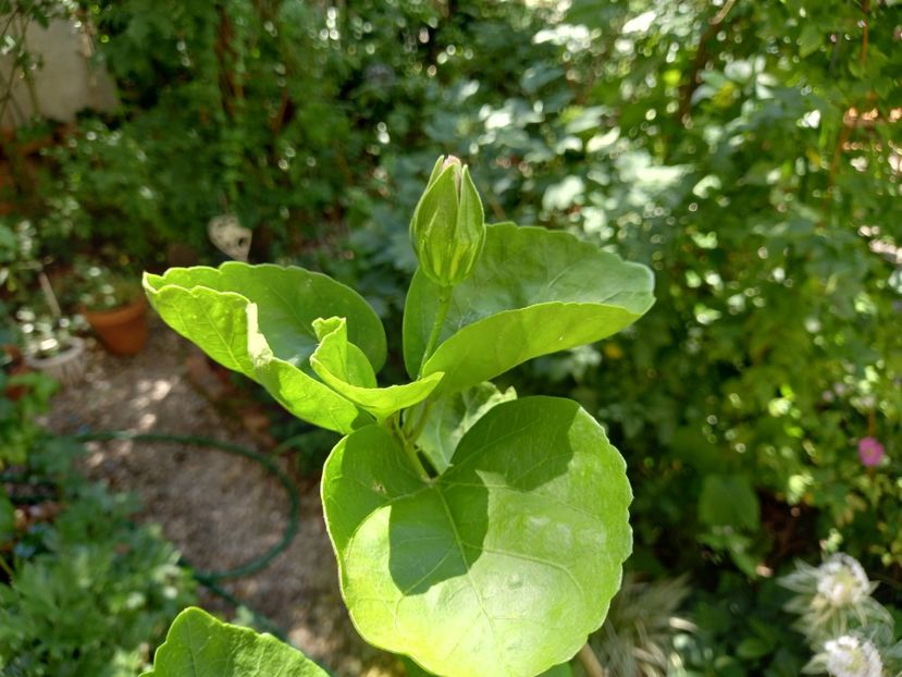  - Grădina 2022 continuare 3