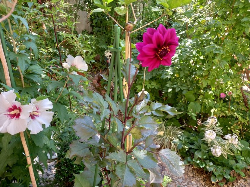  - Grădina 2022 continuare 3