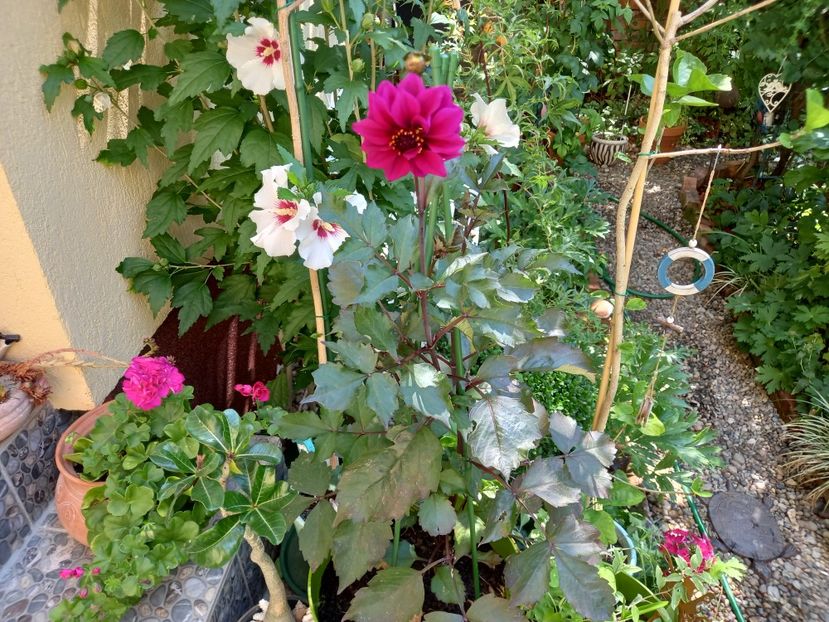  - Grădina 2022 continuare 3