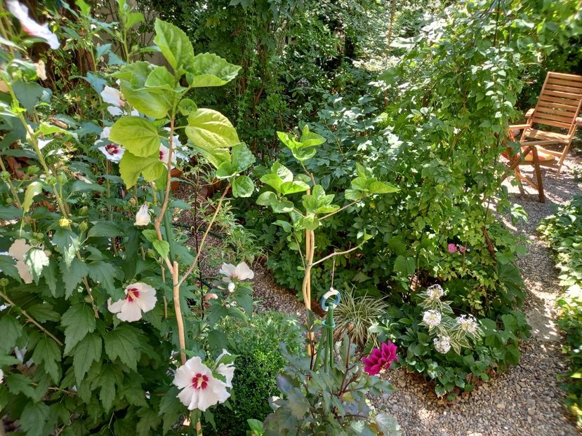  - Grădina 2022 continuare 3