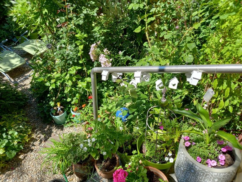  - Grădina 2022 continuare 3