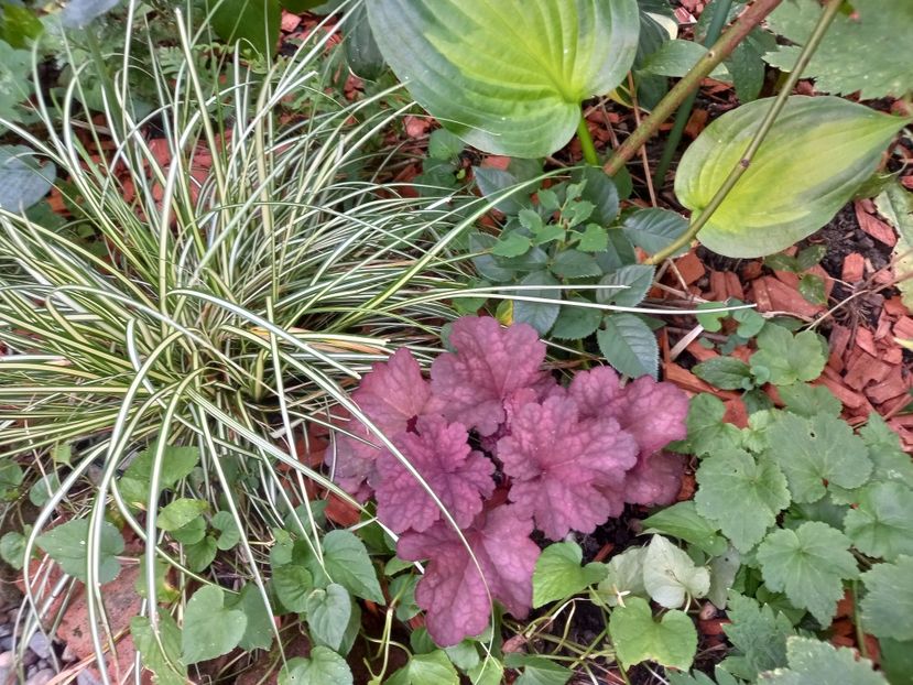 08.08.2022 - Grădina 2022 continuare 3