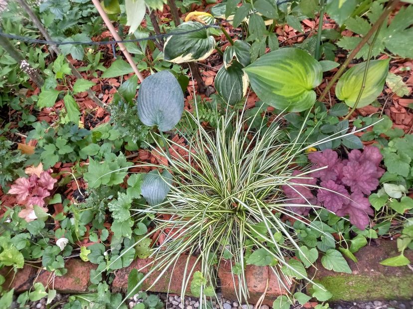 Rio și Berry Smoothie - Grădina 2022 continuare 3