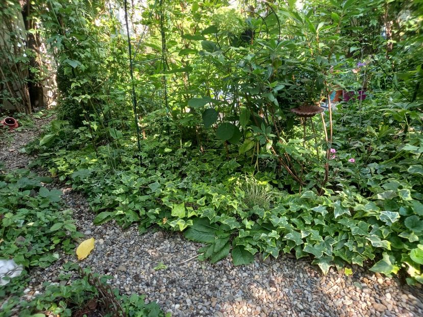  - Grădina 2022 continuare 3