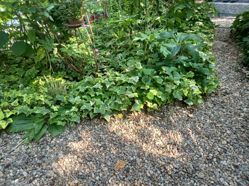  - Grădina 2022 continuare 3