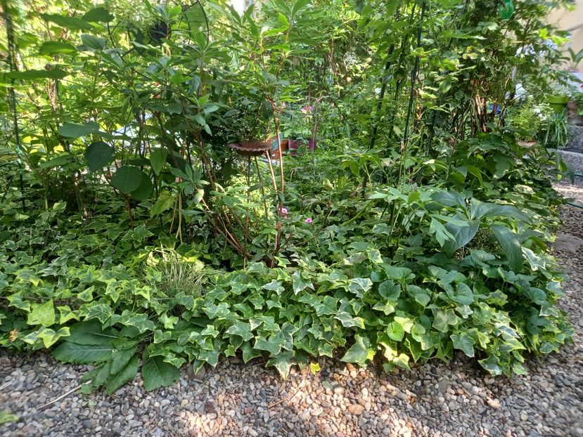  - Grădina 2022 continuare 3