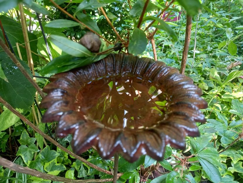  - Grădina 2022 continuare 3