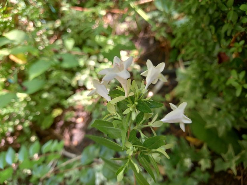Abelia grandiflora - Grădina 2022 continuare 3