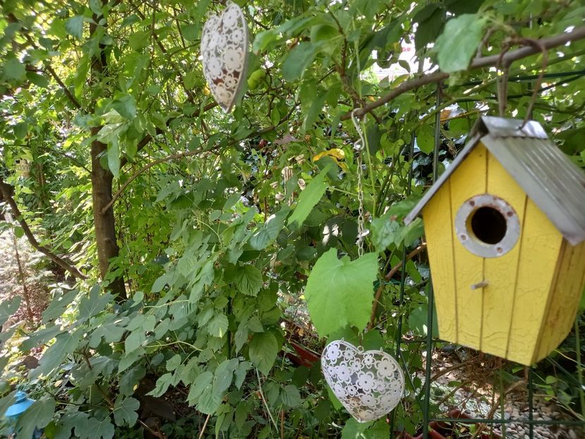  - Grădina 2022 continuare 3