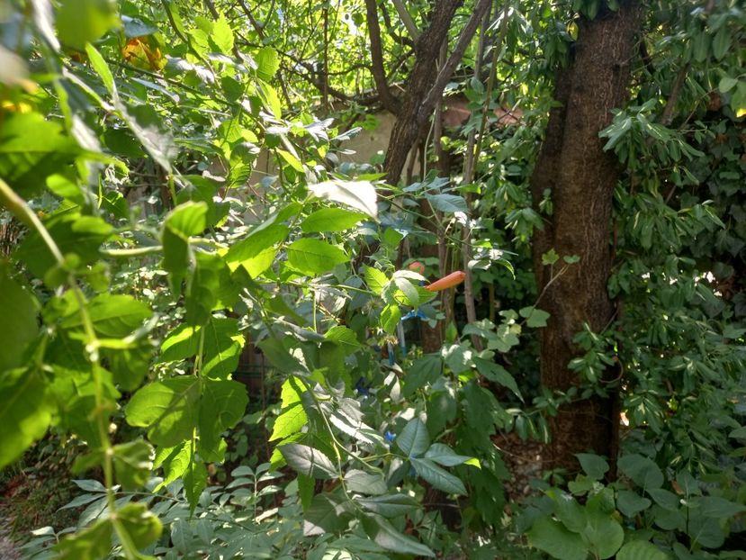 prima floare de Campsis...după vreo 10 ani de la plantare, la umbră - Grădina 2022 continuare 3