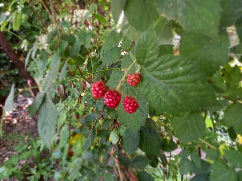 Mure fără spini - Grădina 2022 continuare 3