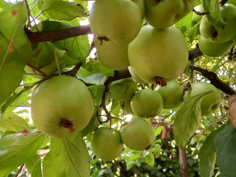  - Grădina 2022 continuare 3