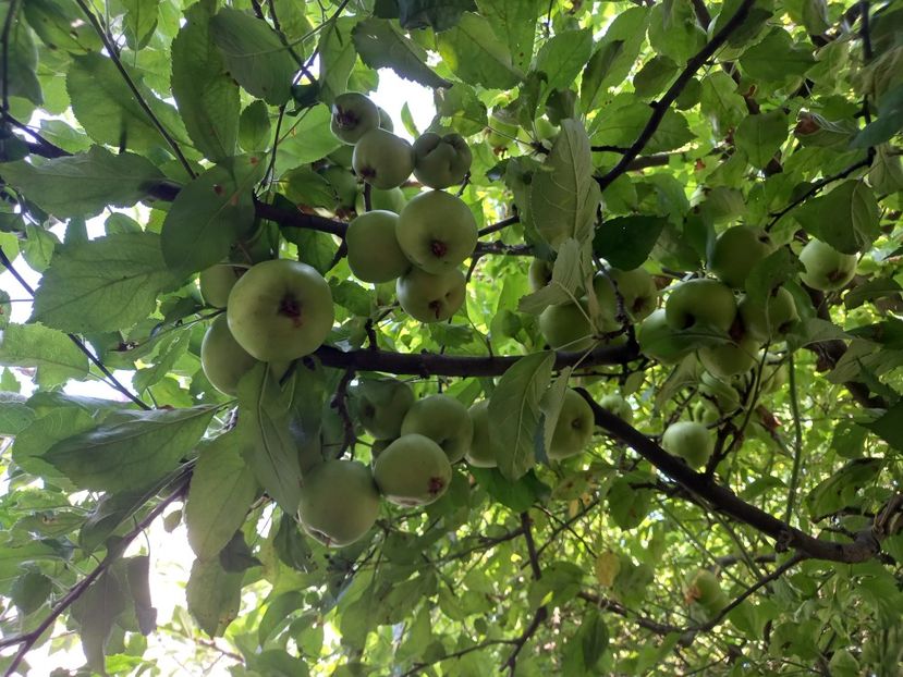  - Grădina 2022 continuare 3