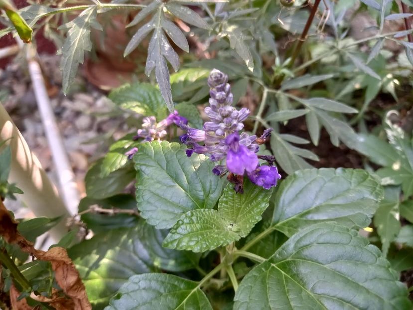 Salvie - Grădina 2022 continuare 3