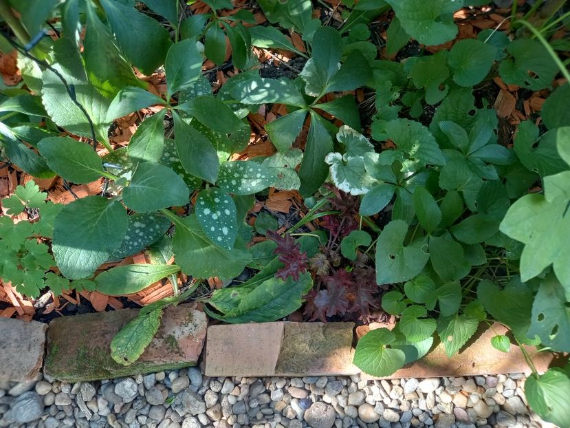  - Grădina 2022 continuare 3