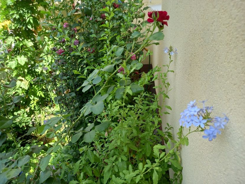  - Grădina 2022 continuare 3