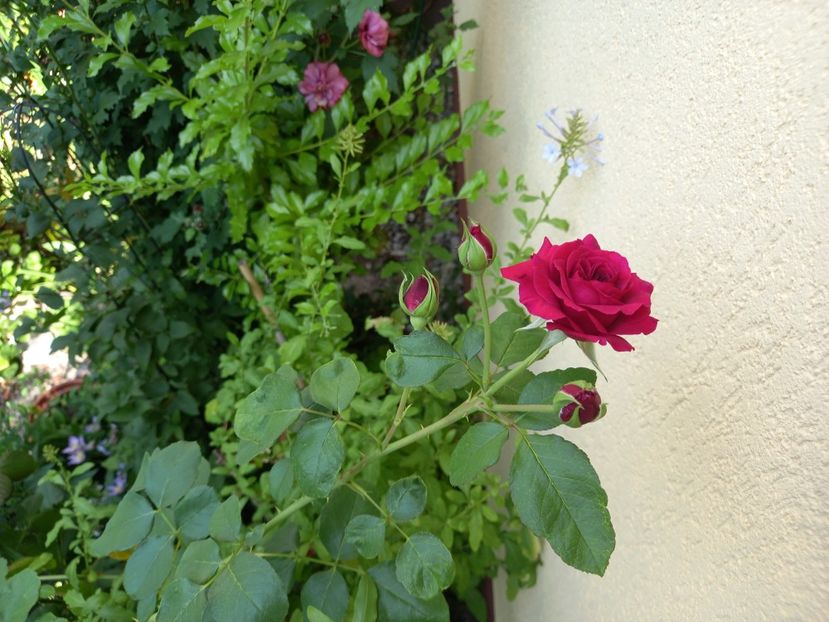 Tradescant - Grădina 2022 continuare 3