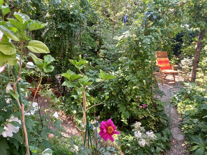  - Grădina 2022 continuare 3