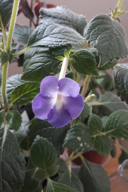  - 0001 2022 - BriD s VEILCHENBLAU