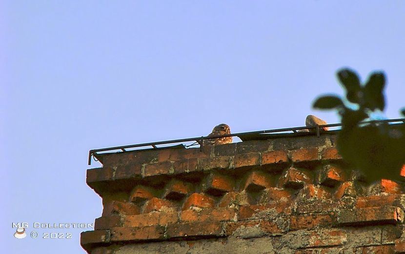Bufnita 1 - PASARI - BIRDS