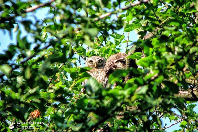Bufnita - PASARI - BIRDS