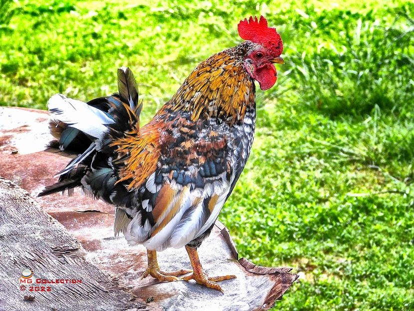 Cocos 1 - PASARI - BIRDS