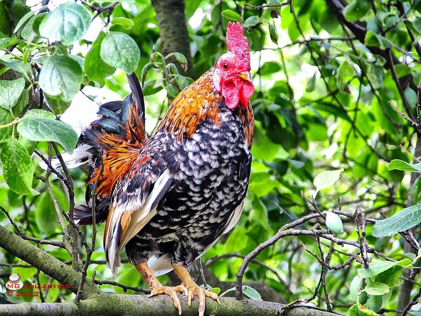 Cocos 2 - PASARI - BIRDS