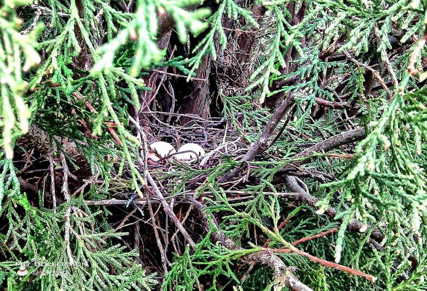 Cuib-nest - PASARI - BIRDS