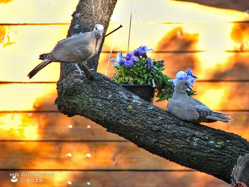 GUGU 3 - PASARI - BIRDS