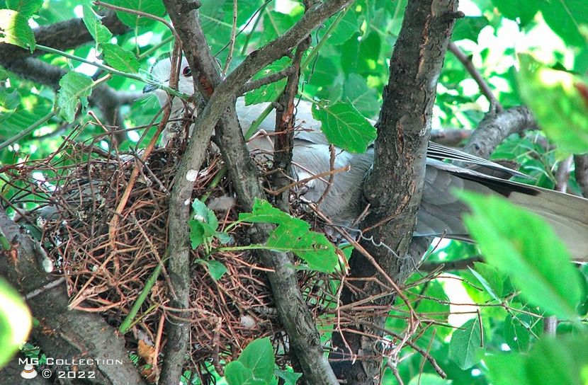 GUGU2 - PASARI - BIRDS