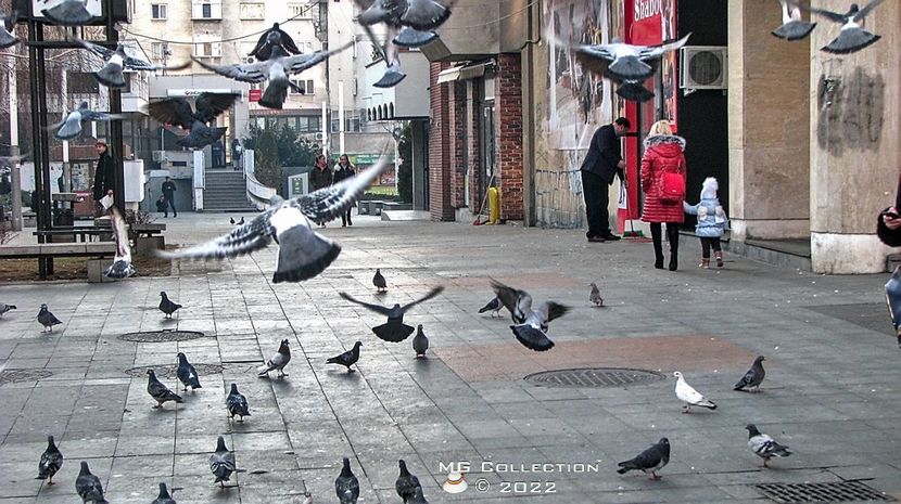 Porumbei - PASARI - BIRDS