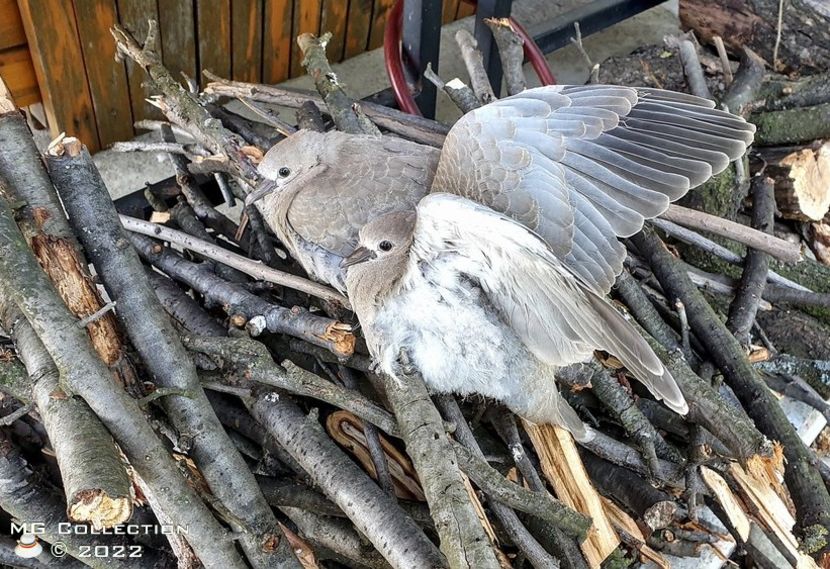 Pui Gugu - PASARI - BIRDS