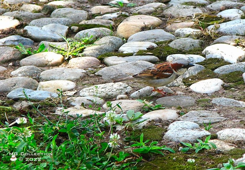 Vrabie1 - PASARI - BIRDS