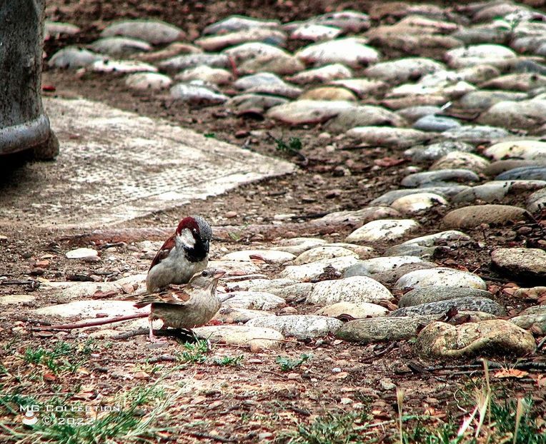 Vrabii - PASARI - BIRDS