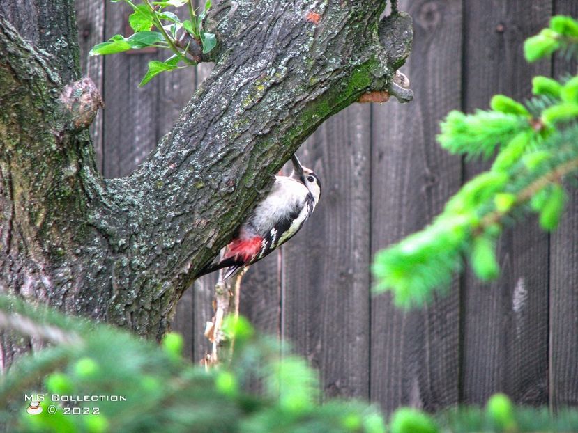 Woody 1 - PASARI - BIRDS