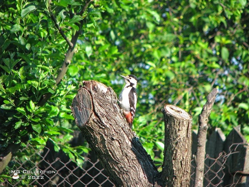 Woody 2 - PASARI - BIRDS